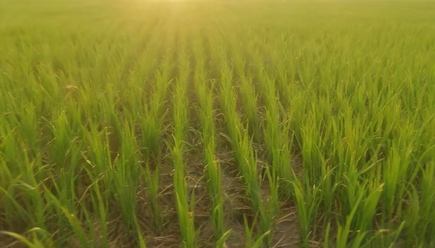 cerca de los campos de arroz con luz dorada en Tailandia