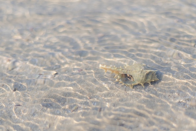 Cerca de cangrejo ermitaño en el mar junto a la playa