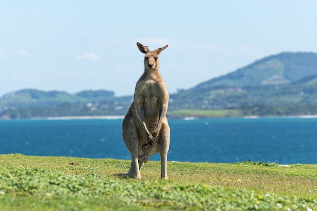 Cerca de canguro gris en una pradera verde con paisaje de mar en el fondo.Concepto de vida silvestre