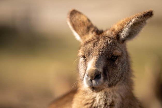 Cerca de un canguro hermoso en el arbusto australiano de Nueva Gales del Sur Fauna nativa australiana en un parque nacional en Australia en verano