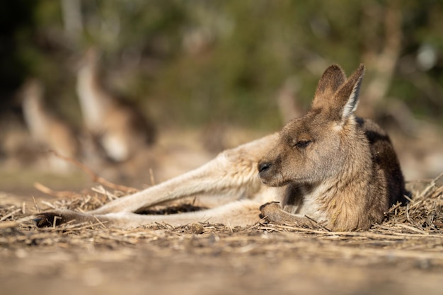 Cerca de un canguro hermoso en el arbusto australiano de Nueva Gales del Sur Fauna nativa australiana en un parque nacional en Australia