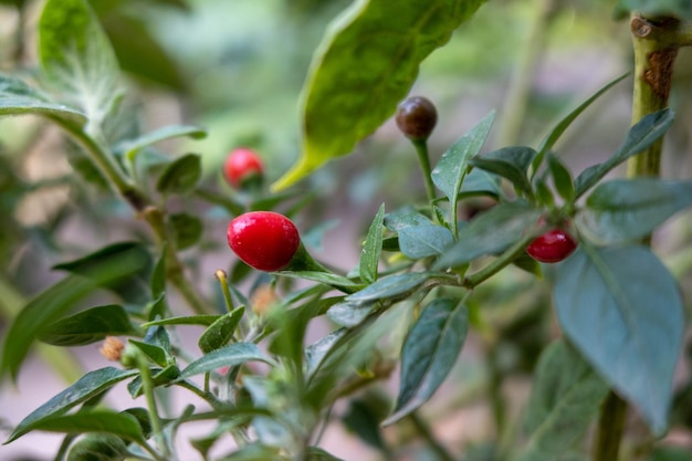 Cerca de Capsicum annuum 'Bird's Eye' o Chili en el jardín