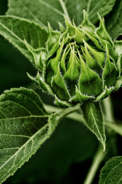 Cerca del capullo de girasol