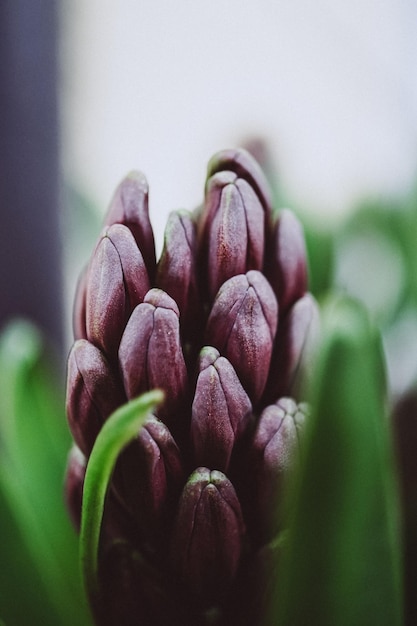 Cerca de un capullo de una planta de Hyacinthus