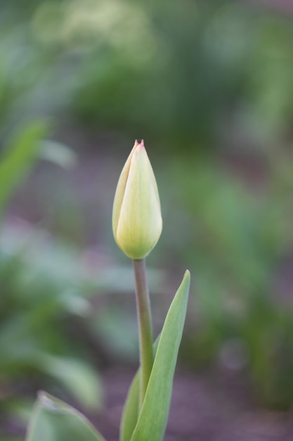 Cerca de un capullo de tulipán verde