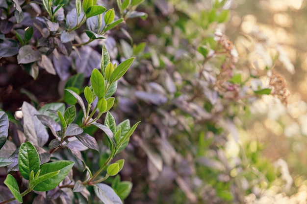 Cerca de los capullos de primavera en los árboles