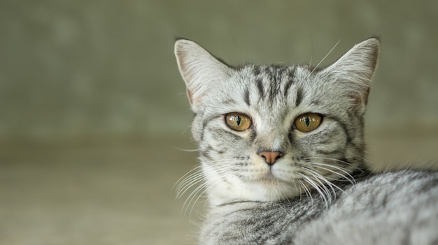 Cerca de la cara del gato rayado gris.