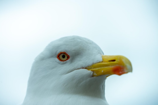 Foto cerca de la cara de una gaviota