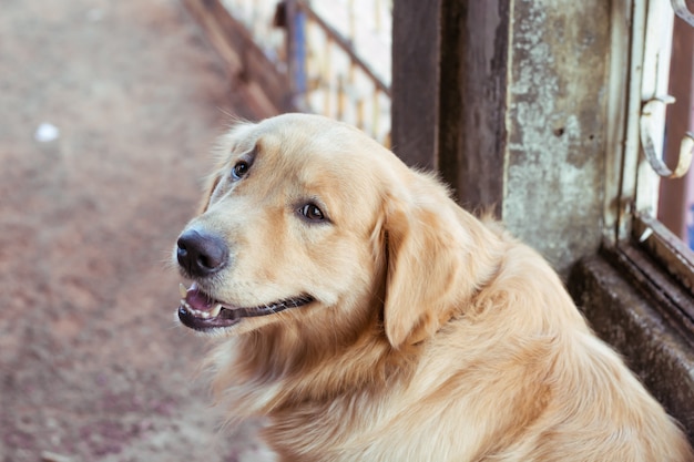 Cerca de la cara de un golden retriever.