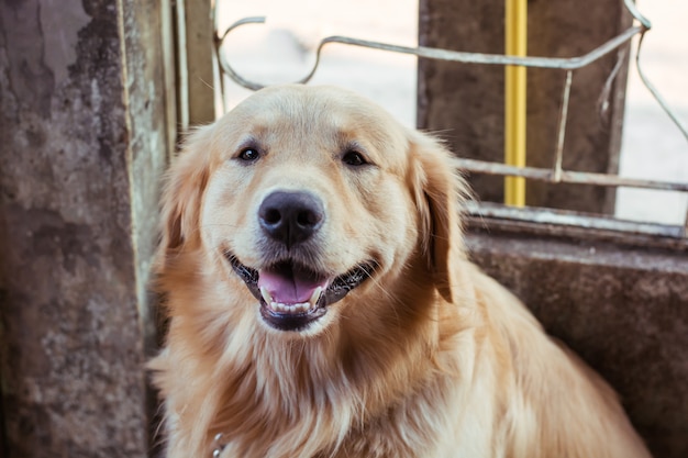 Cerca de la cara de un golden retriever.