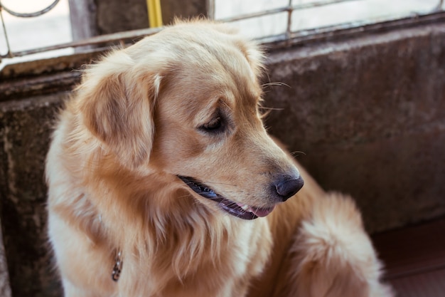 Cerca de la cara de un golden retriever.