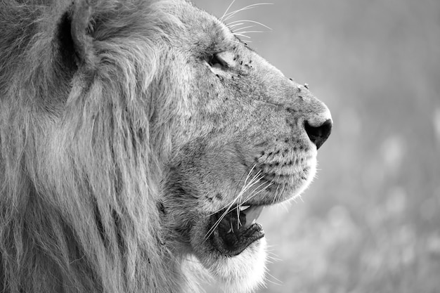 Cerca de la cara de un gran león en la naturaleza