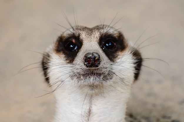 Cerca de la cara de meerkat