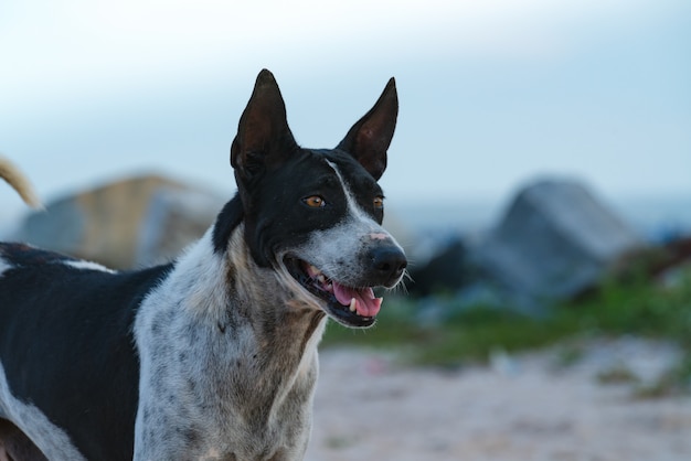 Cerca de cara perro ojo ojos miran