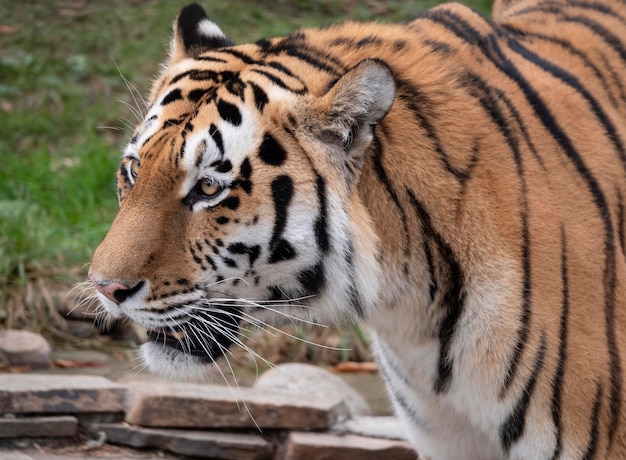 Cerca de la cara de un tigre amur depredador