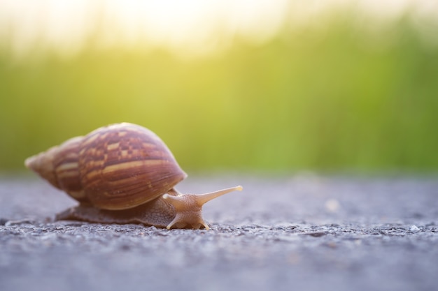 Cerca de caracol caminando en el camino de piedra