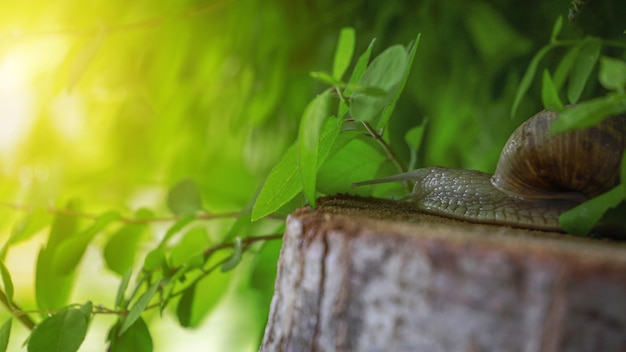 Cerca del caracol de jardín en los arbustos