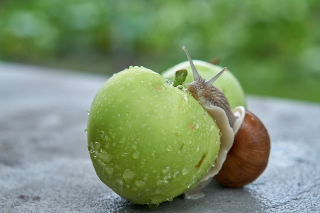 Cerca de caracol de jardín en una manzana