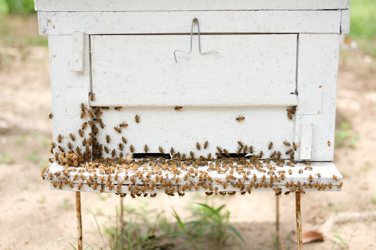 Cerca de la casa de la colmena de abejas de miel