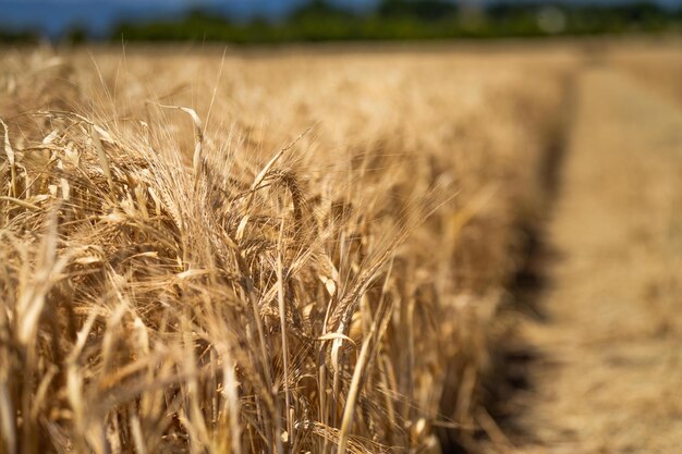 cerca de una cebada y las cabezas de semillas de trigo soplando en el viento en verano en Australia en una granja