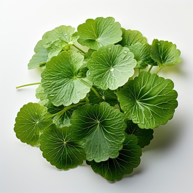 De cerca Centella Asiatica hojas aisladas blancas Hd sobre fondo blanco