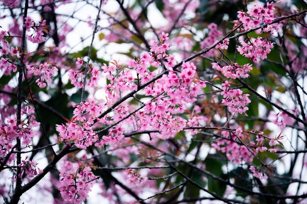 Cerca del cerezo silvestre del Himalaya que florece con follaje rosa en el bosque en el santuario de vida silvestre