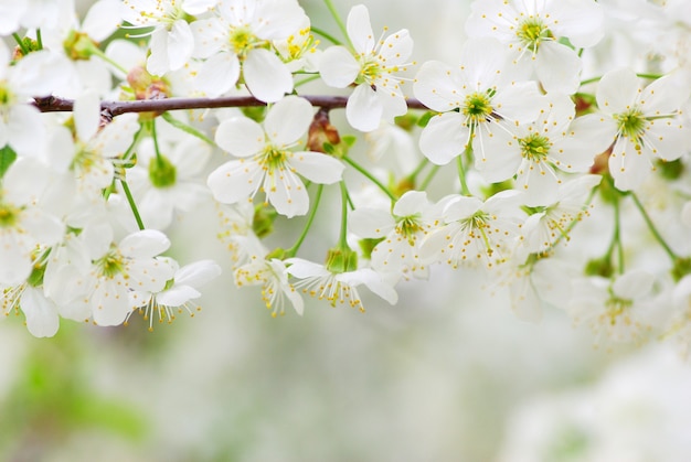 Cerca de los cerezos en flor de primavera