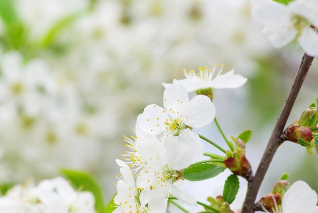 Cerca de los cerezos en flor de primavera