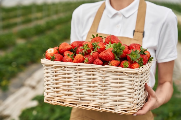 Cerca de la cesta de mimbre llena de fresas maduras frescas que sostiene a la mujer joven en las manos. Jardinero en delantal cultivando frutas de temporada en invernadero.