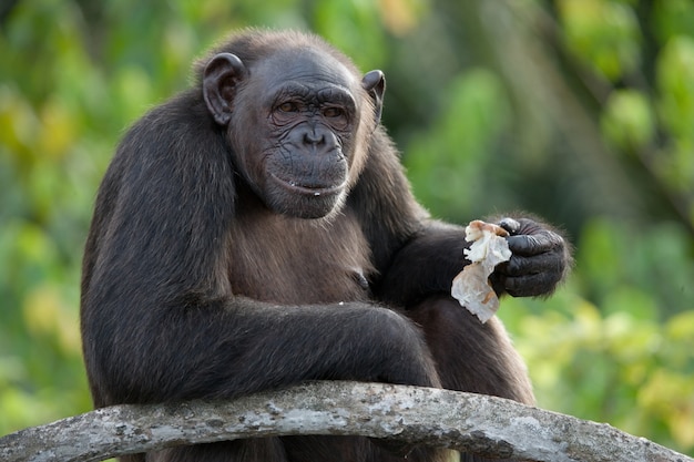 Cerca de chimpancé comiendo fruta