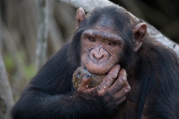 Cerca de chimpancé comiendo fruta