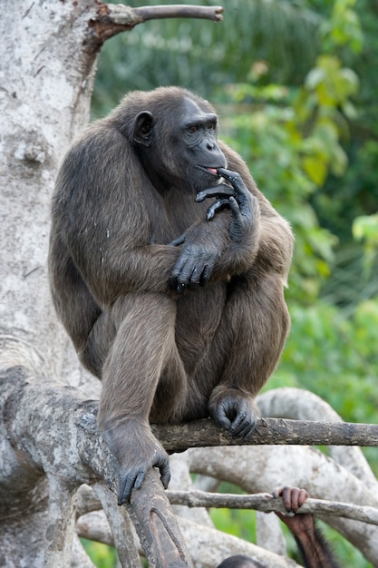 Cerca de chimpancé en ramas de manglar