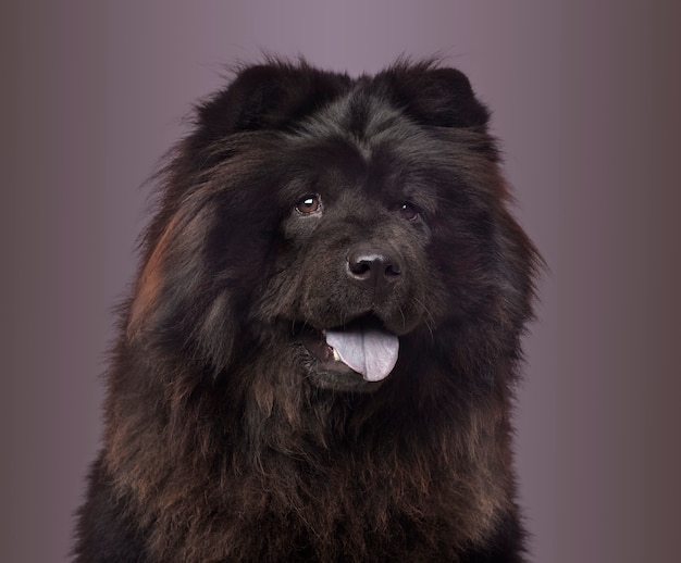 Foto cerca de un chow chow jadeando