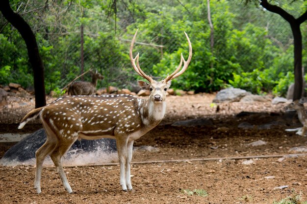 Cerca de un ciervo ciervo en otoño de la India