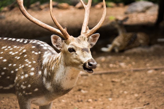 Cerca de un ciervo ciervo en otoño de la India