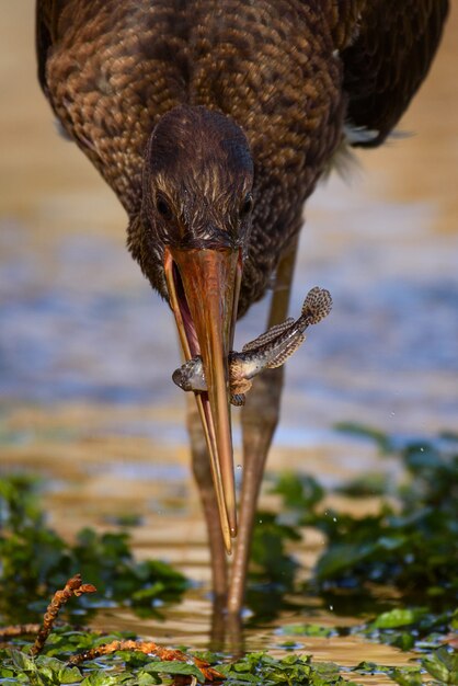 Cerca de la cigüeña negra Ciconia nigra con pescado