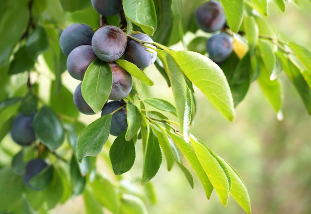 Cerca de las ciruelas maduras en rama. Ciruelas maduras en la rama de un árbol en el huerto. Vista de frutas orgánicas frescas con hojas verdes en rama de ciruelo en el jardín de frutas.