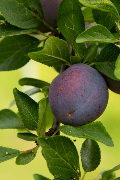 Cerca de las ciruelas maduras en rama