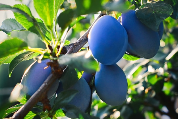 Cerca de las ciruelas en la rama. Ciruelas maduras en la rama de un árbol en el jardín.