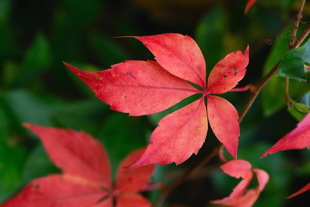 Cerca coberta de folhas de outono de hera vermelha estação de outono outubro folhas de hera vermelha de outono no fundo da parede