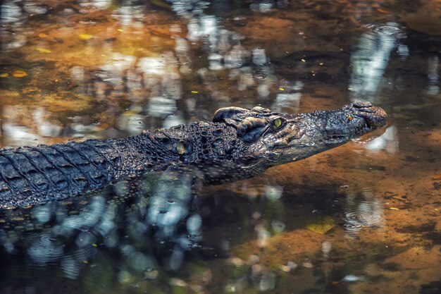 Cerca de un cocodrilo flotando en el agua en el zoológico de Asia