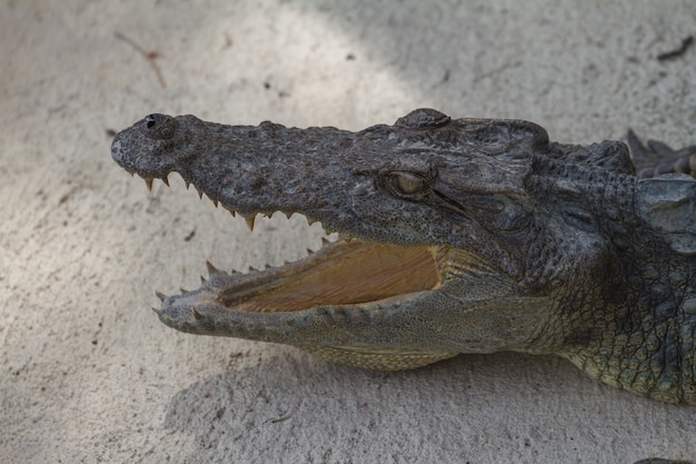 Foto cerca de cocodrilo siamés