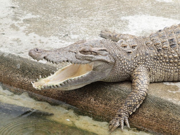 Cerca de cocodrilos en Tailandia
