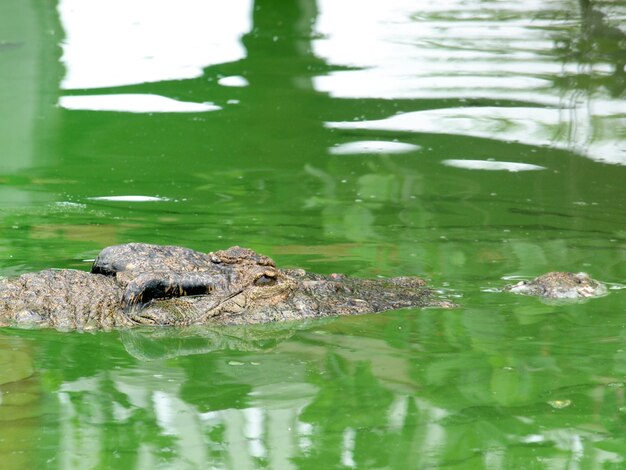 Cerca de cocodrilos en Tailandia