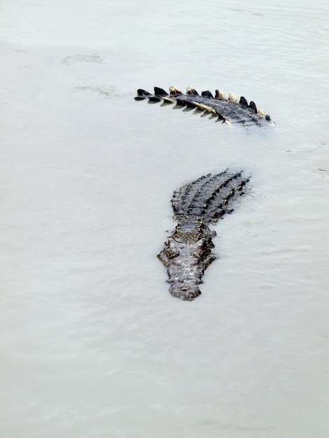 Foto cerca de cocodrilos en tailandia