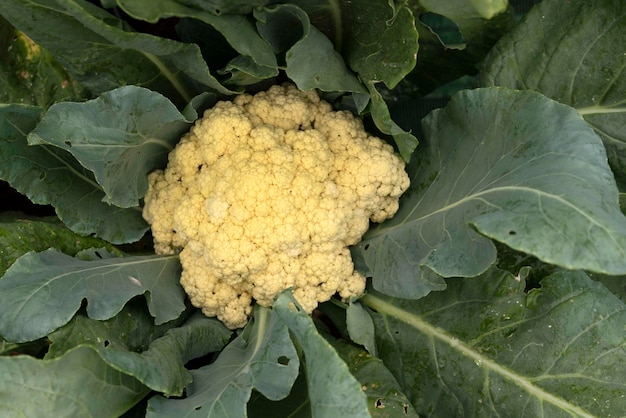 Foto cerca de coliflor orgánicala coliflor es una de varias verduras