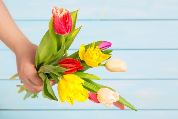 Cerca de coloridas flores de tulipán en manos femeninas contra el fondo de madera azul claro