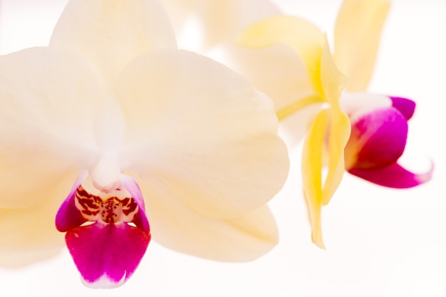 Foto cerca de coloridas plantas de orquídeas en flor.