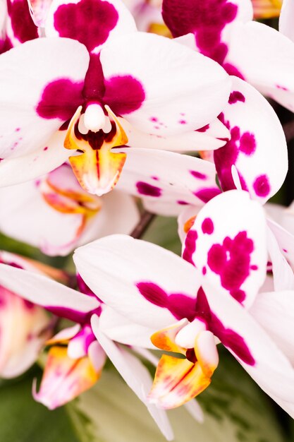 Cerca de coloridas plantas de orquídeas en flor.