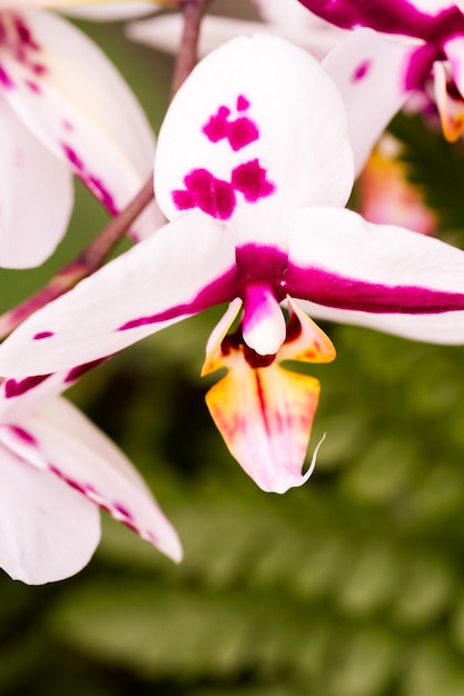 Foto cerca de coloridas plantas de orquídeas en flor.